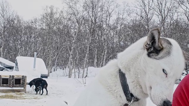 在挪威的一间小屋里抚摸着一只雪橇狗视频素材