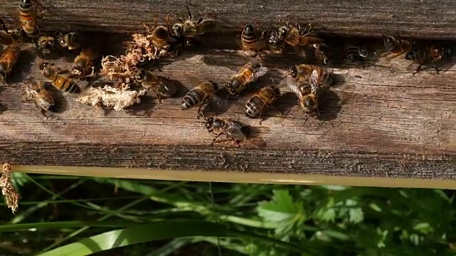 欧洲蜜蜂，意大利蜜蜂，假癣虫的茧被清洁工从蜂巢释放，诺曼底蜂巢，实时4K视频素材