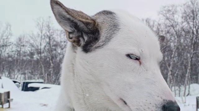 昏昏欲睡的蓝眼睛雪橇狗视频素材