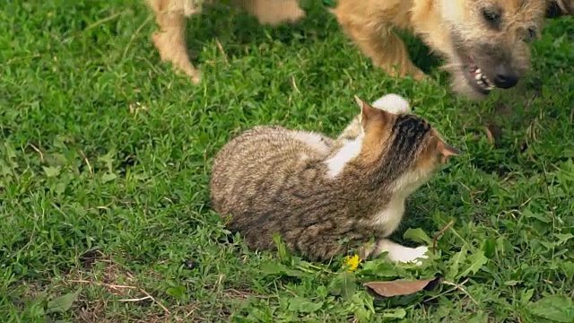 一场狗和猫的战斗视频素材