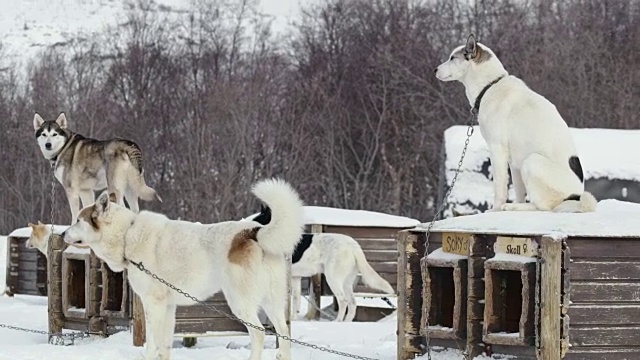 LS雪橇哈士奇在一个挪威狗雪橇小屋视频素材