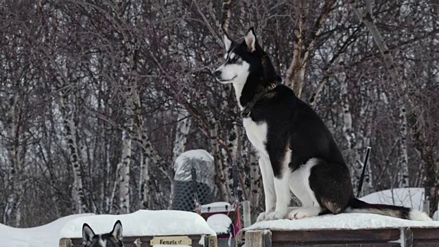 LS哈士奇在狗雪橇小屋视频素材