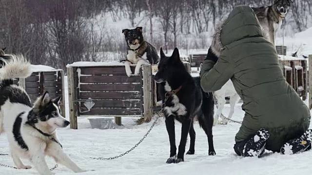 一个女人在给雪橇狗拍照视频素材