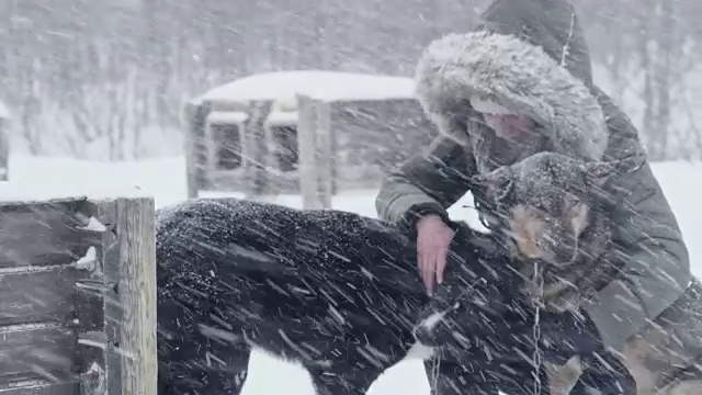 抚摸雪橇狗的女人视频素材