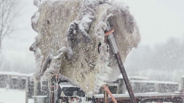 鹿皮挂在雪橇上视频素材