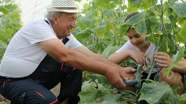 男孩与祖父园艺。学习种植蔬菜的艺术视频素材