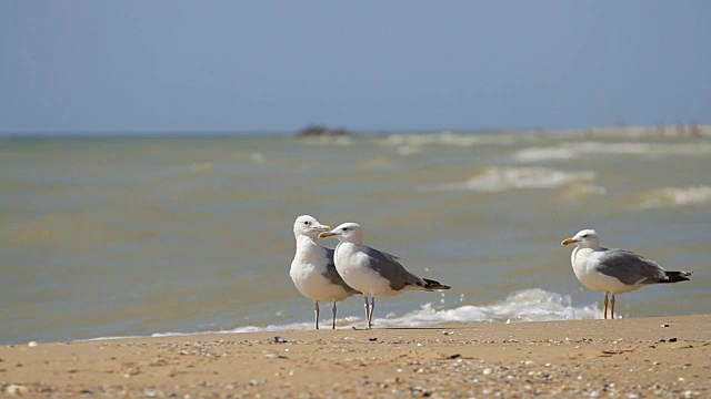 海面上的海鸥视频素材