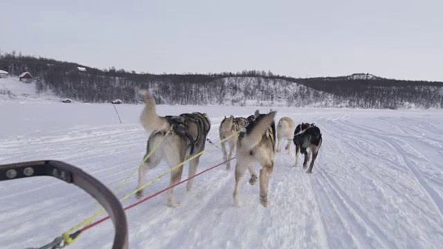 挪威的狗拉雪橇视频素材