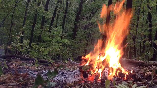 森林里燃烧着的火焰视频下载