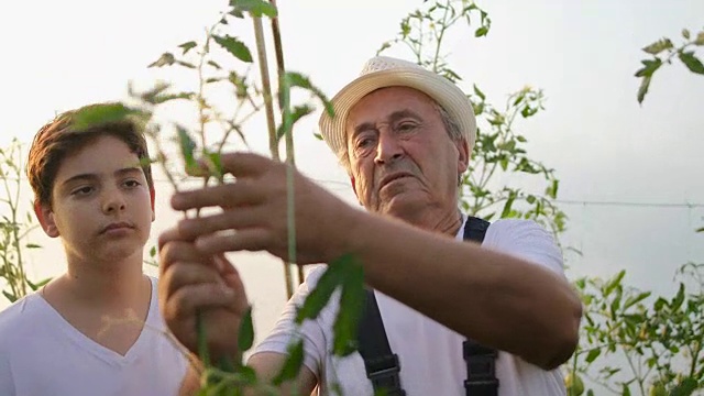 男孩与祖父园艺。学习种植蔬菜的艺术视频素材