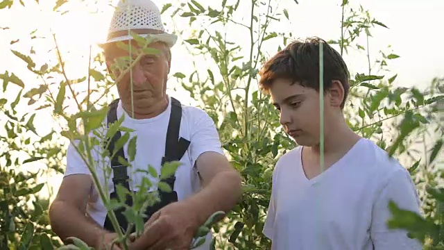 男孩与祖父园艺。学习种植蔬菜的艺术视频素材