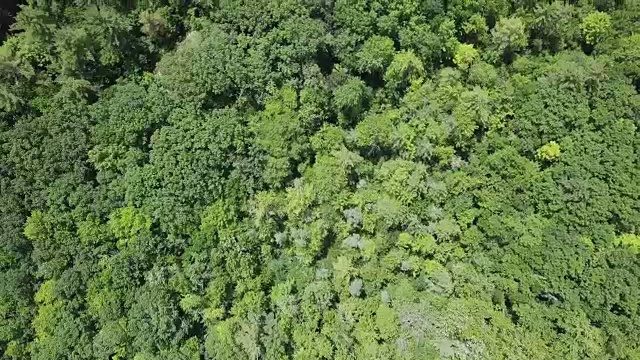 鸟瞰图:绿林枝叶林地树冠自然背景视频素材