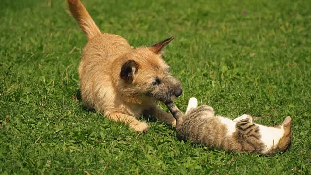 一场狗和猫的战斗视频素材