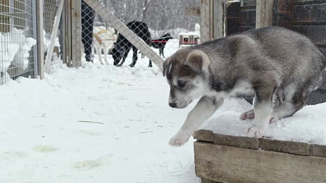 可爱的雪橇狗小狗视频素材