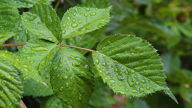 特写，雨滴落在绿叶上视频下载