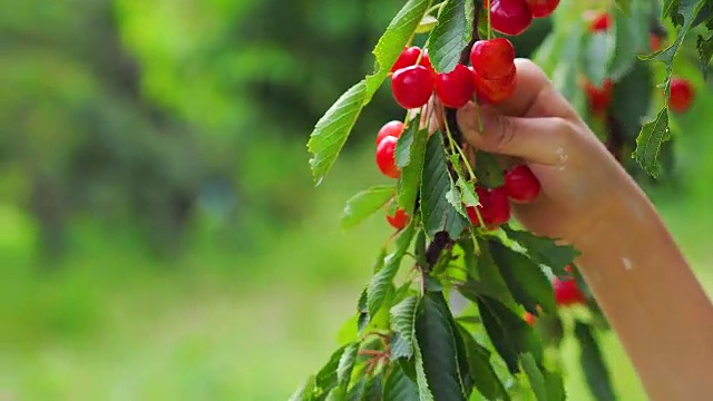 红樱桃摘着樱桃树枝视频下载