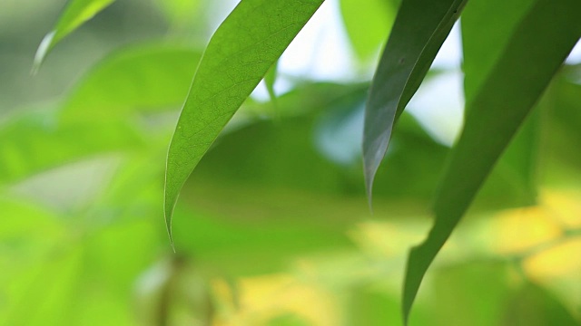 抽象的淡绿色叶子在自然界模糊的背景。春天的视频，森林和阳光的广告视频素材