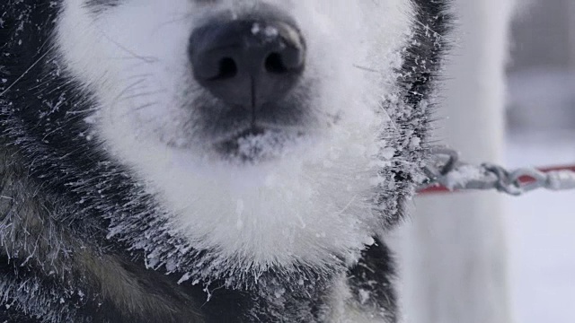 斯洛莫库赫斯基吃雪视频素材