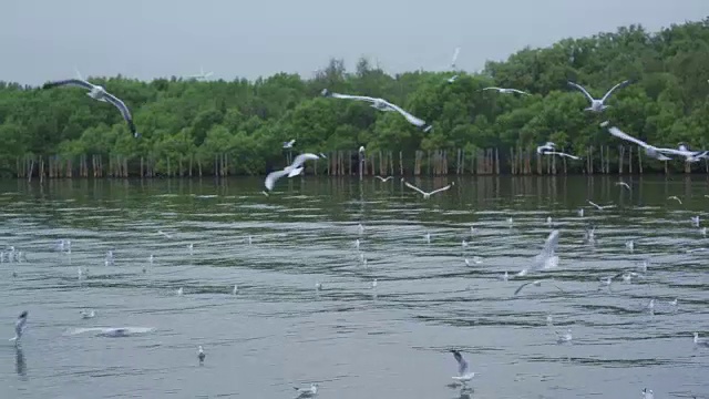 一大群海鸥在岛上的海滩上飞翔视频素材