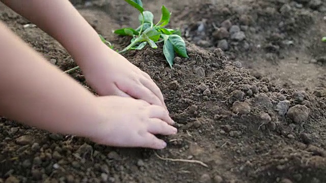 孩子们用双手在黑土上种植幼树视频素材