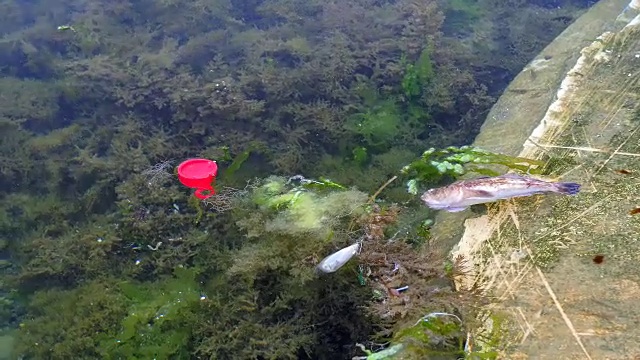 海边有死鱼视频下载