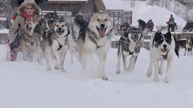 在挪威玩狗拉雪橇视频素材