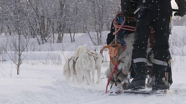 SLO MO狗在雪中拉雪橇视频素材