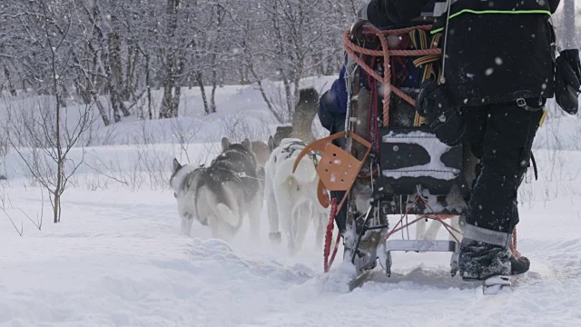 挪威的狗拉雪橇视频素材