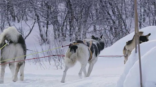 挪威的狗拉雪橇视频素材