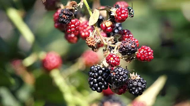 成熟和未成熟的黑莓视频素材