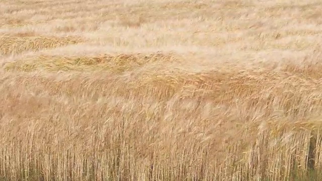 北海道的麦田在风中起舞视频素材