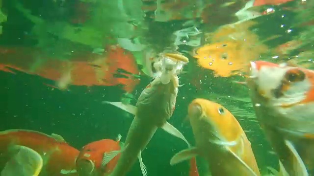 池塘里游着的鲤鱼正在吮吸食物。视频下载