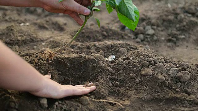 孩子们用双手在黑土上种植幼树视频素材