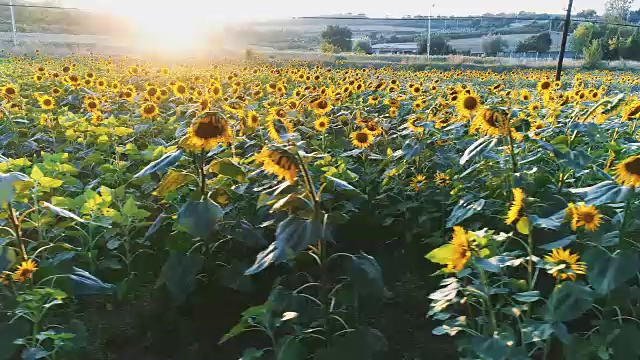 向日葵和太阳视频素材