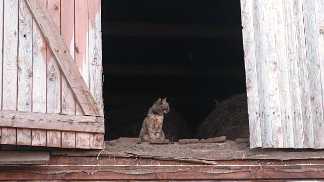 猫坐在阁楼上的干草。视频素材