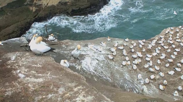 穆拉瓦伊海滩的甘尼特殖民地视频素材