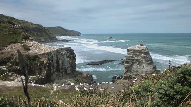 穆拉瓦伊海滩的甘尼特殖民地视频素材