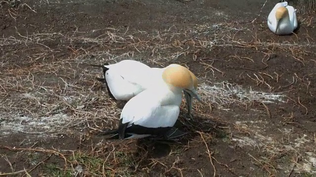 穆拉瓦伊海滩的甘尼特殖民地视频素材