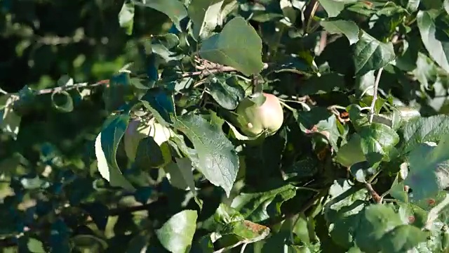 花园里有一棵长着青苹果的苹果树。视频素材