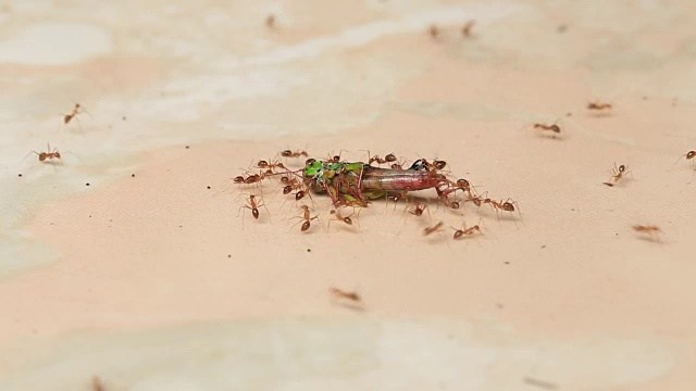 一群蚂蚁抬着一只死蚱蜢吃。岛印尼巴厘岛视频素材