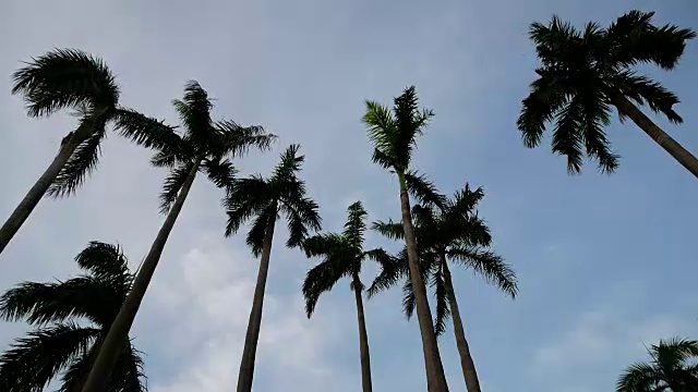 风吹着的棕榈树。视频素材