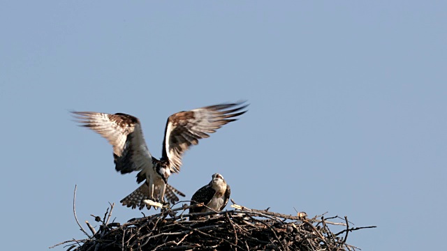 MS 4K慢镜头拍摄鱼鹰(Pandion haliaetus)的父母和小雏鸟带着鱼到巢视频素材