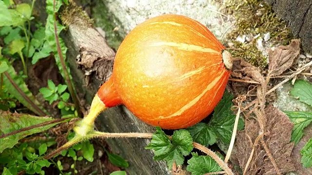 北海道南瓜园。在菜园里种植北海道南瓜。视频素材