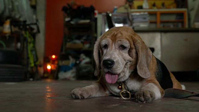 古老的小猎犬视频下载