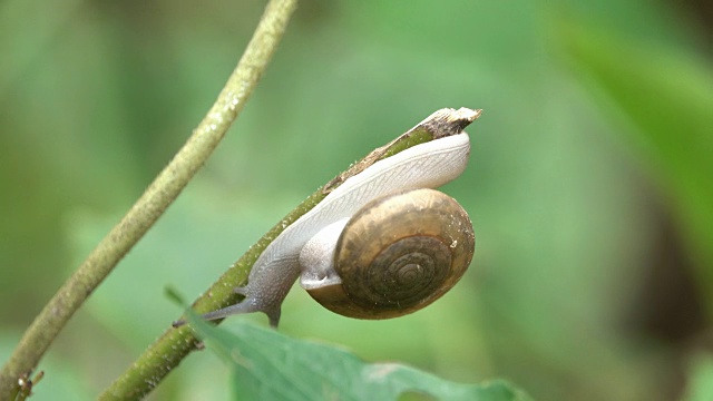 森林里的蜗牛视频素材