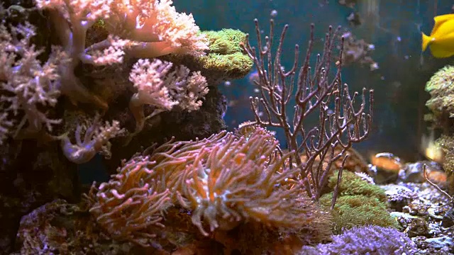 海洋水族馆充满热带鱼和植物。视频素材