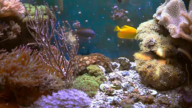 海洋水族馆充满热带鱼和植物。视频素材