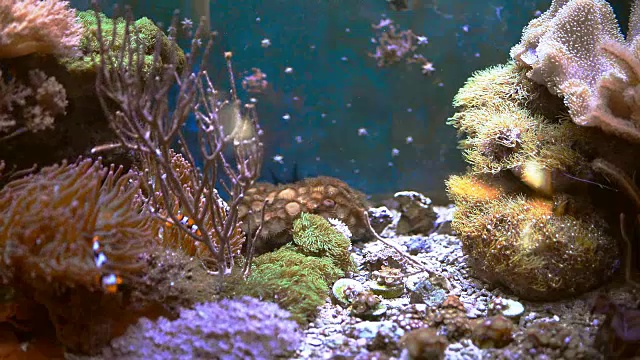 海洋水族馆充满热带鱼和植物。视频素材