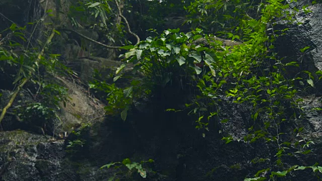 热带雨林中的绿色植物。美丽的植物在野生的丛林森林和小溪水流动的石头。热带丛林景观视频素材