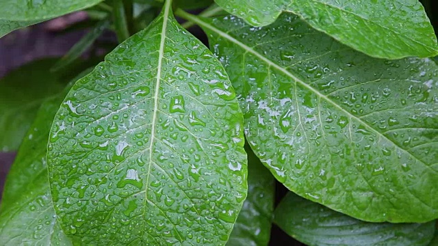 绿叶与水滴自然背景素材。一个生动的绿叶在雨后的水滴近距离观察视频素材